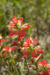 Entireleaf Indian paintbrush